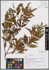 Foto von Salix excelsa S. G. Gmel.